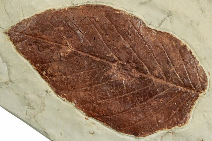 Paleocene Fossil Leaf - Montana #223790